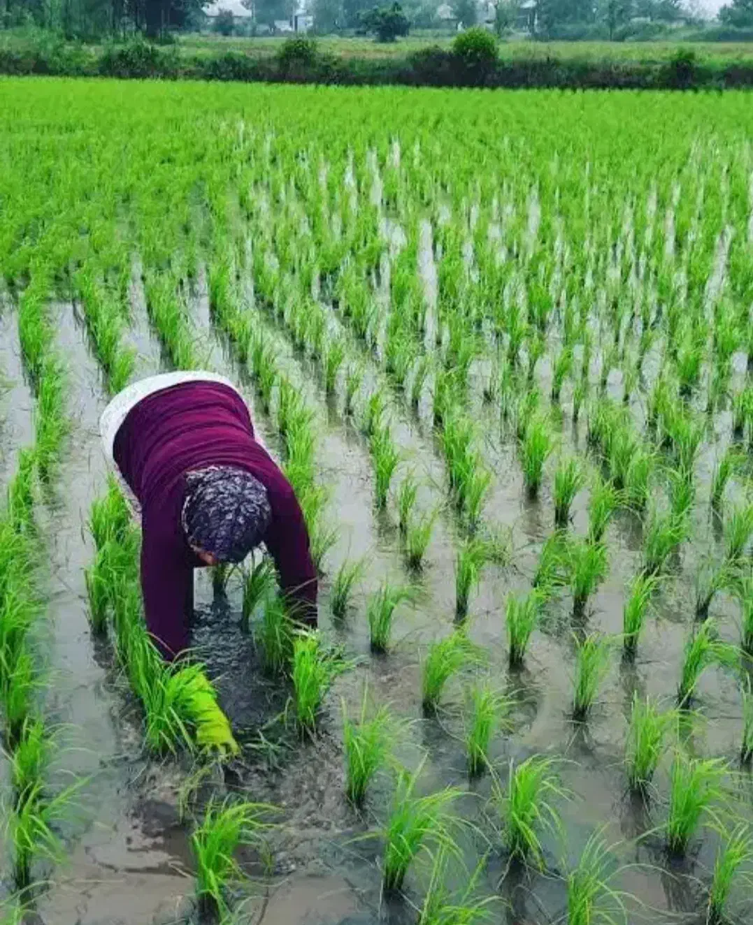 مزرعه برنج بیجار|فروش زمین و ملک کلنگی|پرهسر, |دیوار