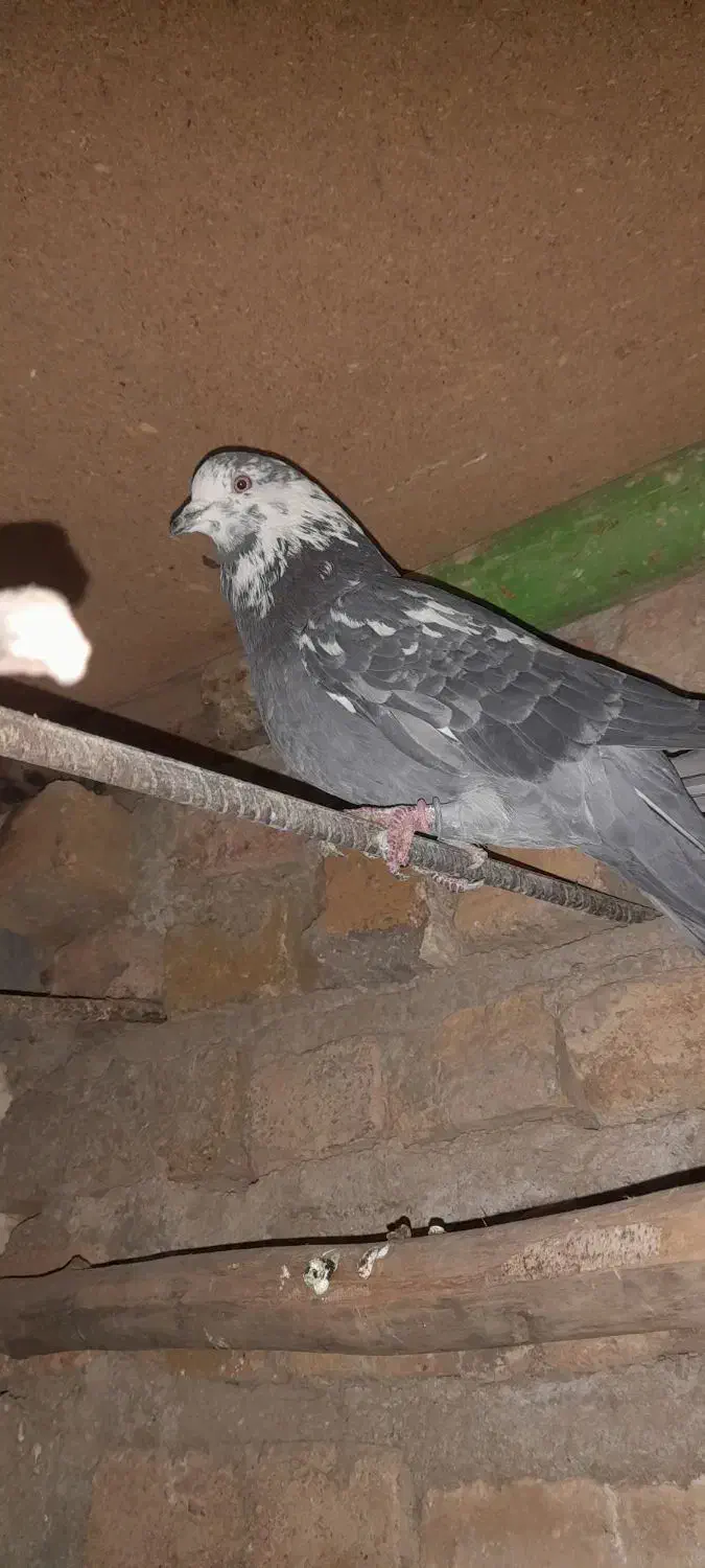 کفتر گمشده|حیوانات|بروجرد, |دیوار