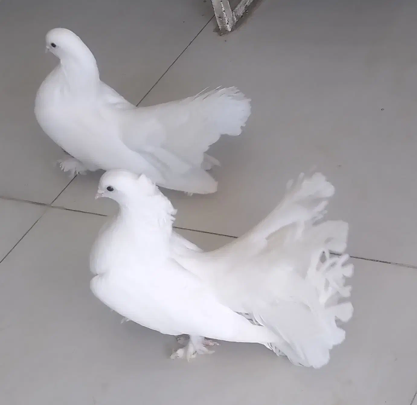 فروش قناری سرخ|پرنده|صدرا-فارس, فاز ۱|دیوار