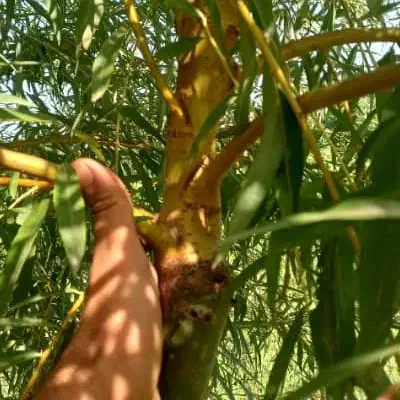 نهال پیوند شده داخل گلدان ۱۰کاشت الان نهال بیدچتری|خدمات باغبانی و درختکاری|اراک, |دیوار