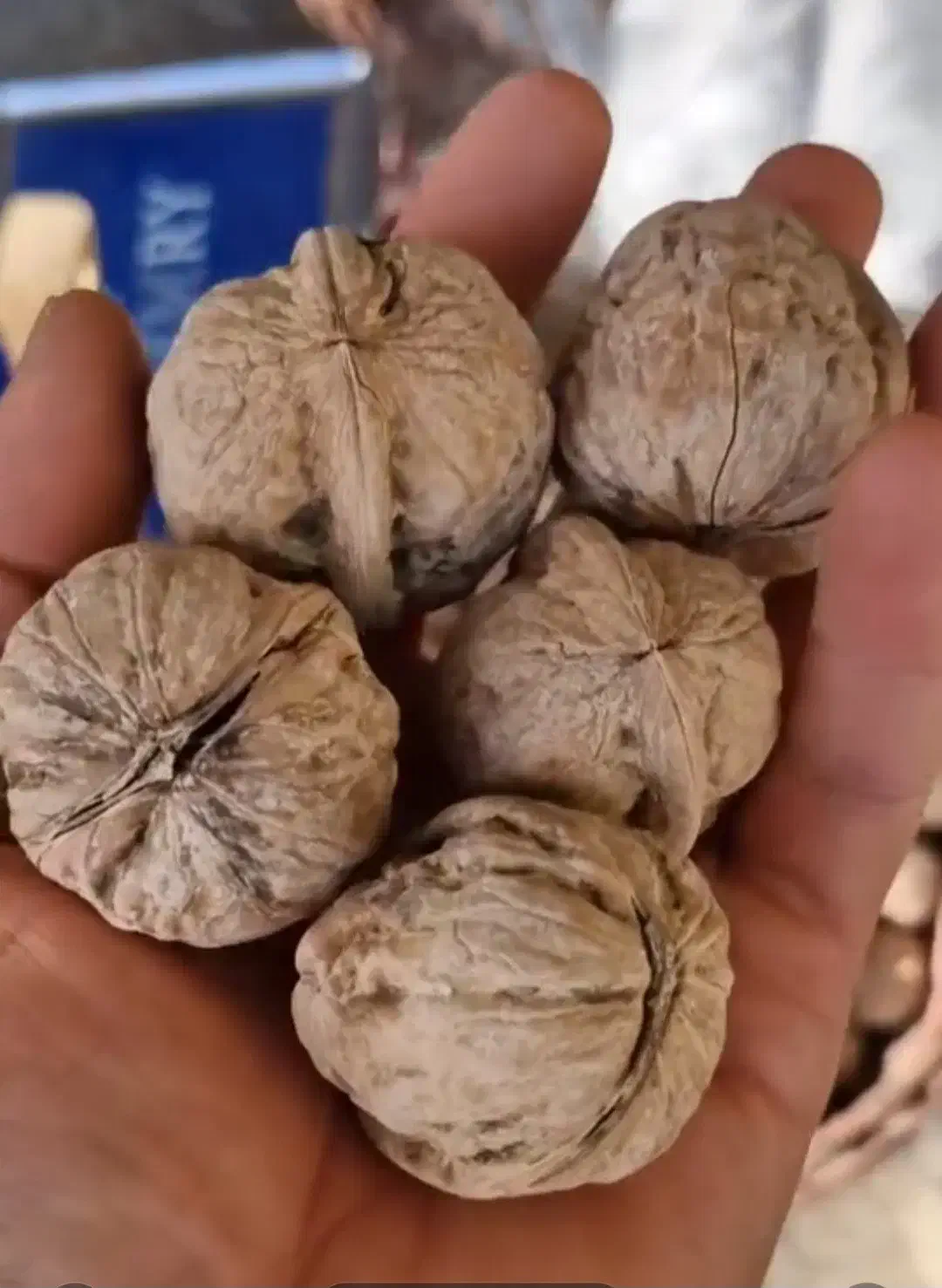 فروش گردو و مغز گردو روغنی کردستان کلی و جزئی|خوردنی و آشامیدنی|اورامان, |دیوار