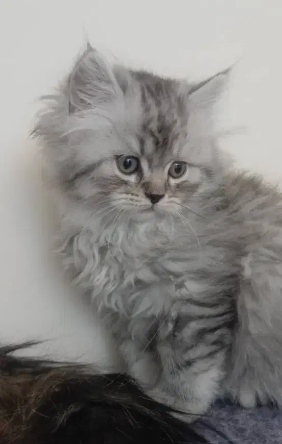 توله پرشین کلاسیک ماده 3 ماهه|گربه|شیراز, شهرک گلستان|دیوار