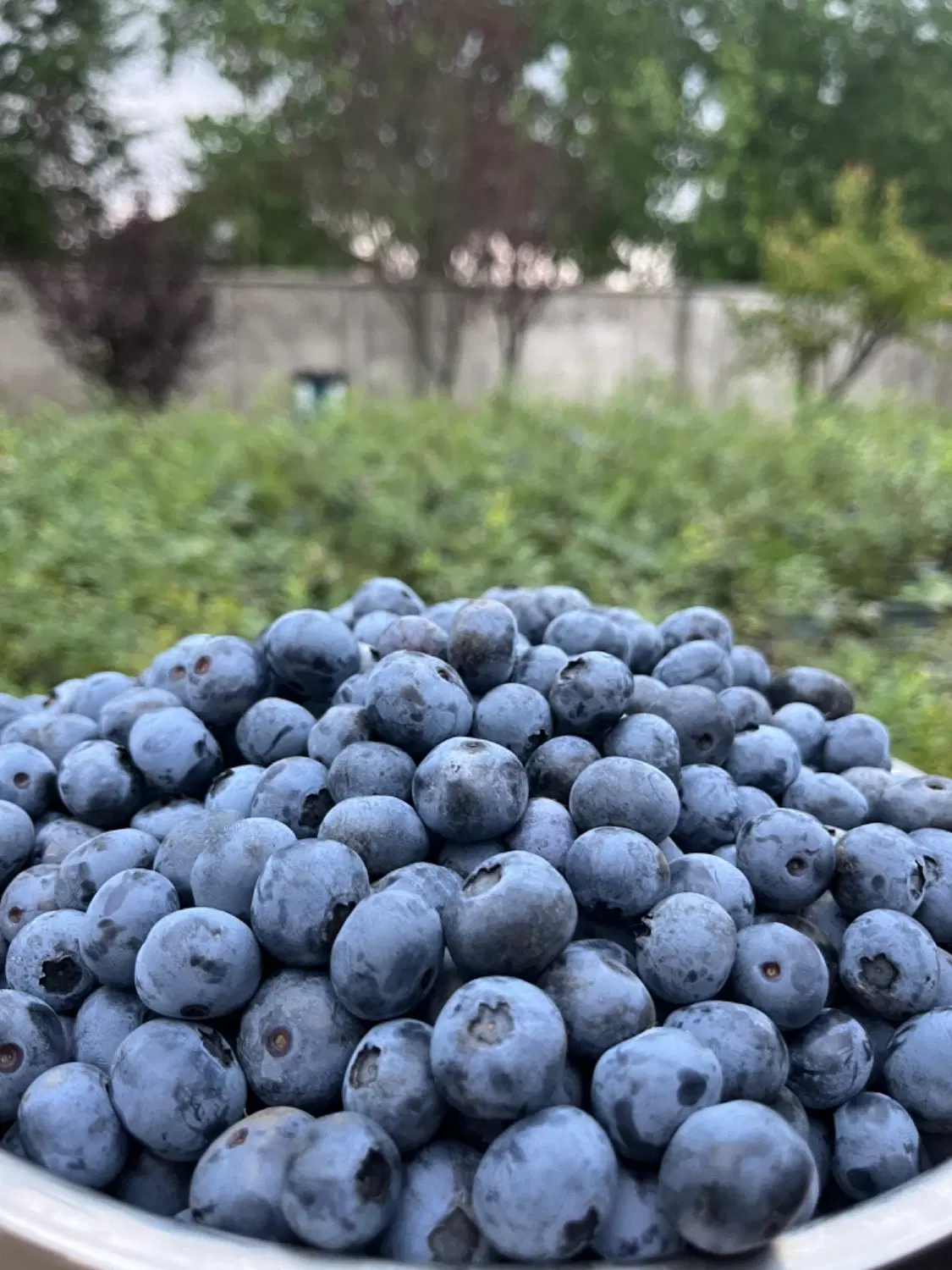 بلوبری|خوردنی و آشامیدنی|رشت, بازار|دیوار