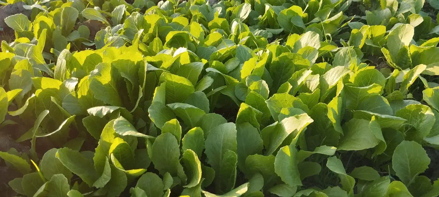 کاهو|خدمات باغبانی و درختکاری|گرگان, |دیوار