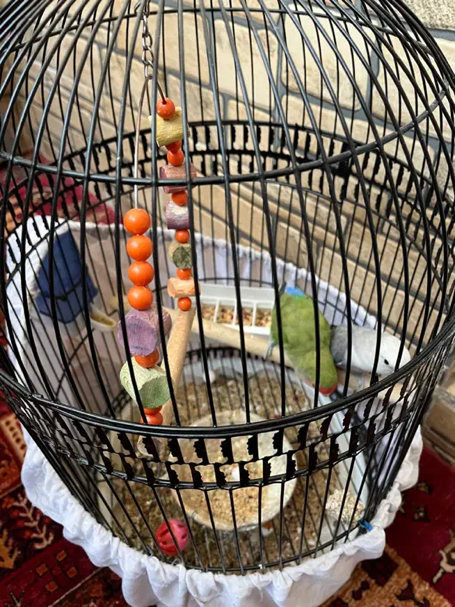 طوطی برزیلی|پرنده|ری, شهرری|دیوار