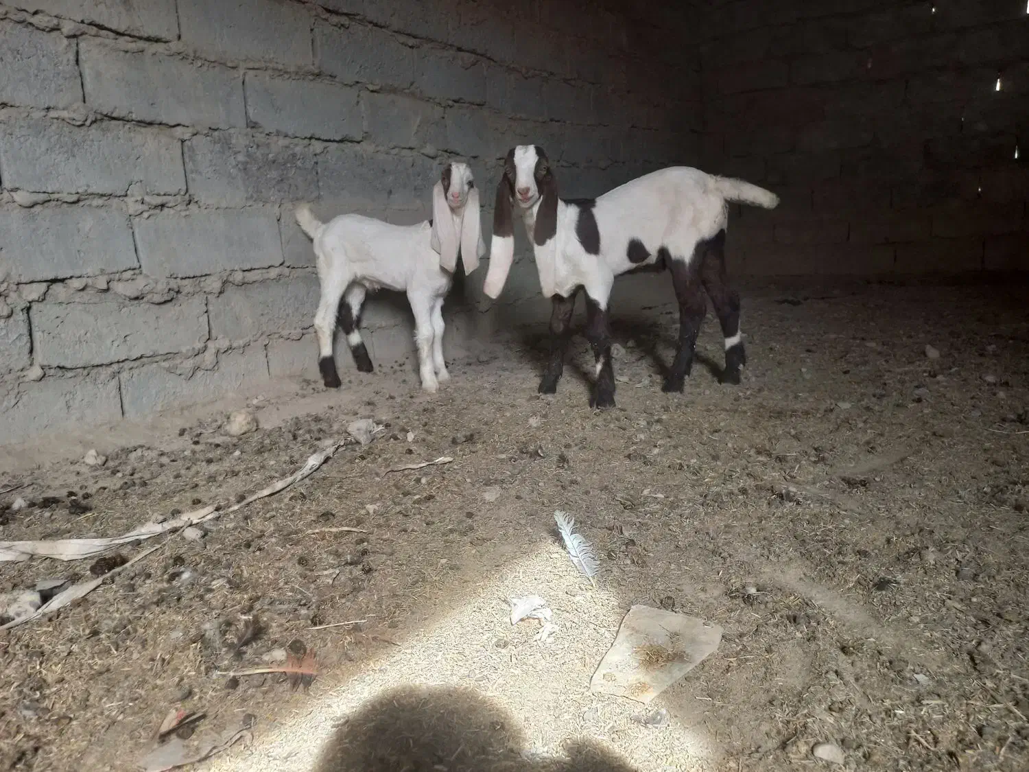 بز مری|حیوانات مزرعه|زاهدان, |دیوار