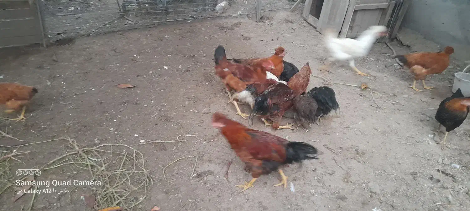 فروش جوجه بوقلمون  جوجه مرغ ۳ ماهه|حیوانات مزرعه|اسالم, |دیوار