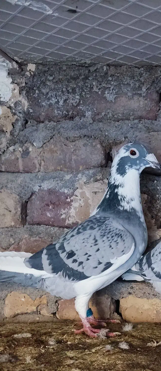 کفتر|حیوانات|بیرجند, |دیوار