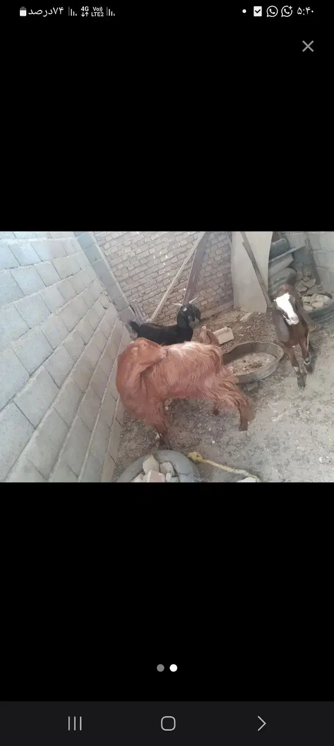 پاچن گم شده هر کی دید اطلاع بده لطفا|حیوانات|سراوان, |دیوار