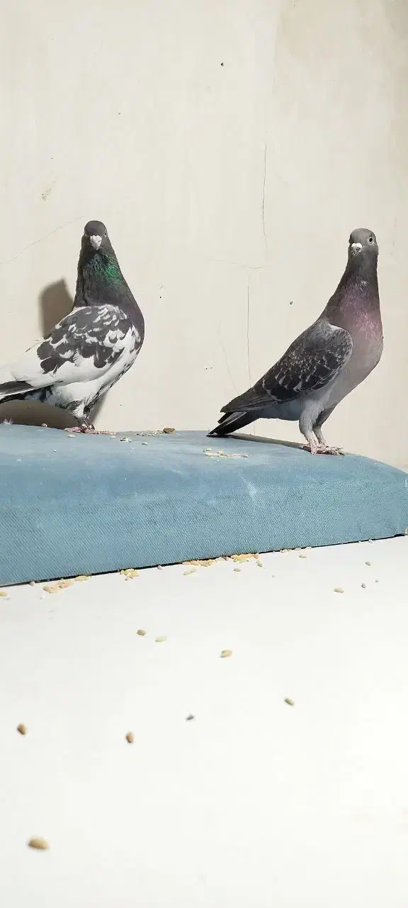 کفتر کبوتر|پرنده|مشهد, نیزه|دیوار