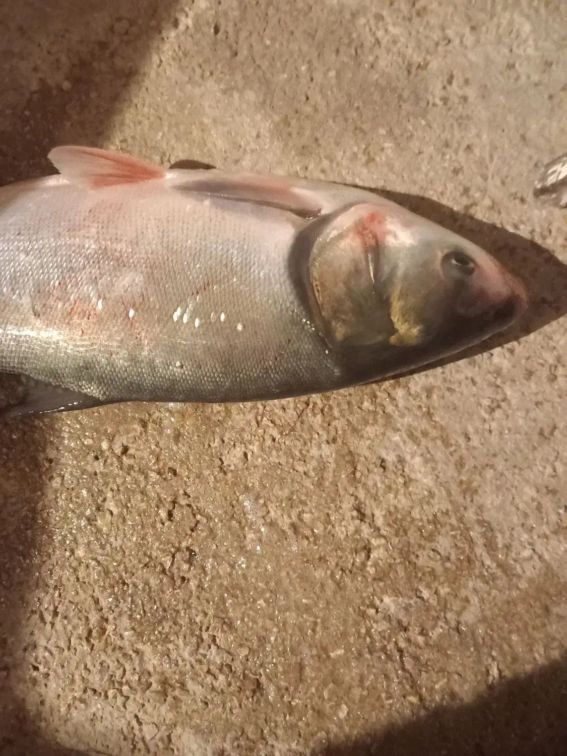 انواع ماهی|ماهی|سرپل ذهاب, |دیوار