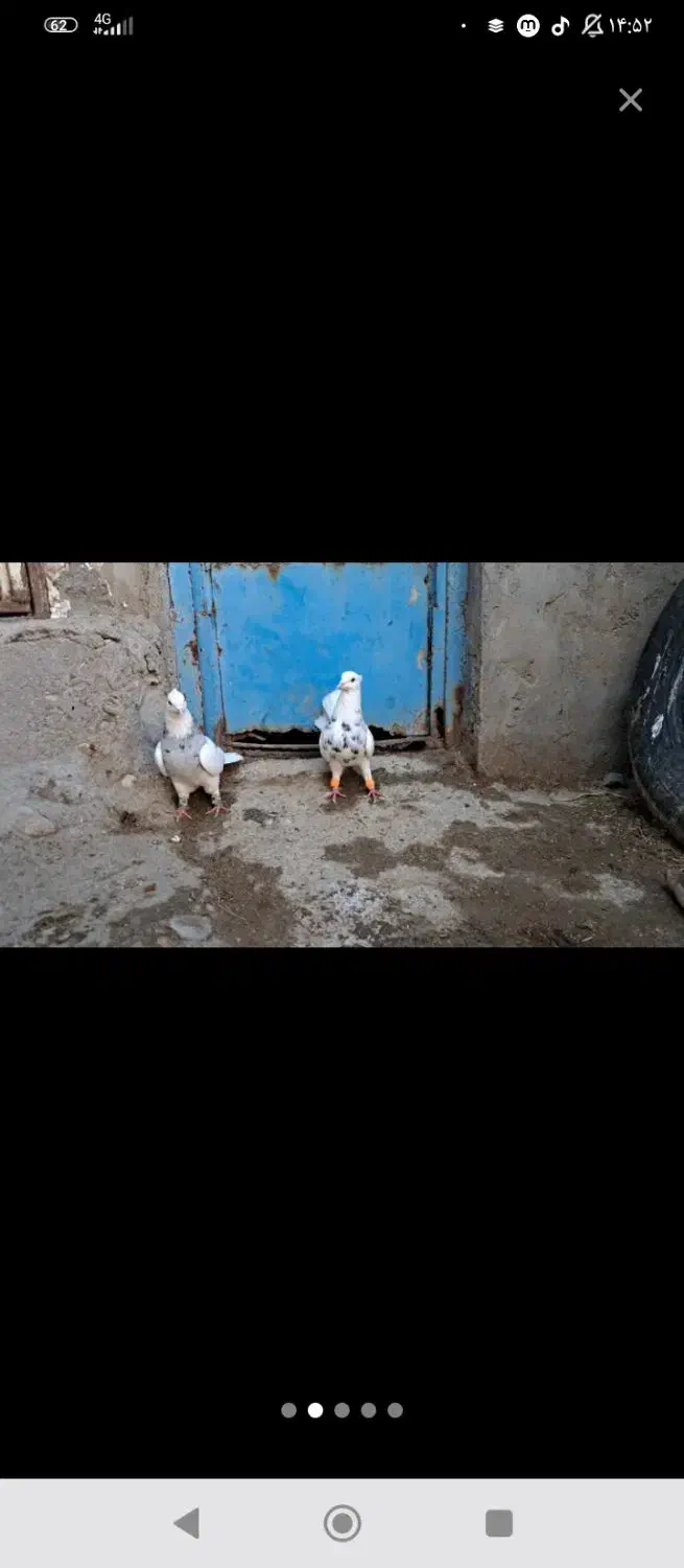 کبوتر|پرنده|دهلران, |دیوار