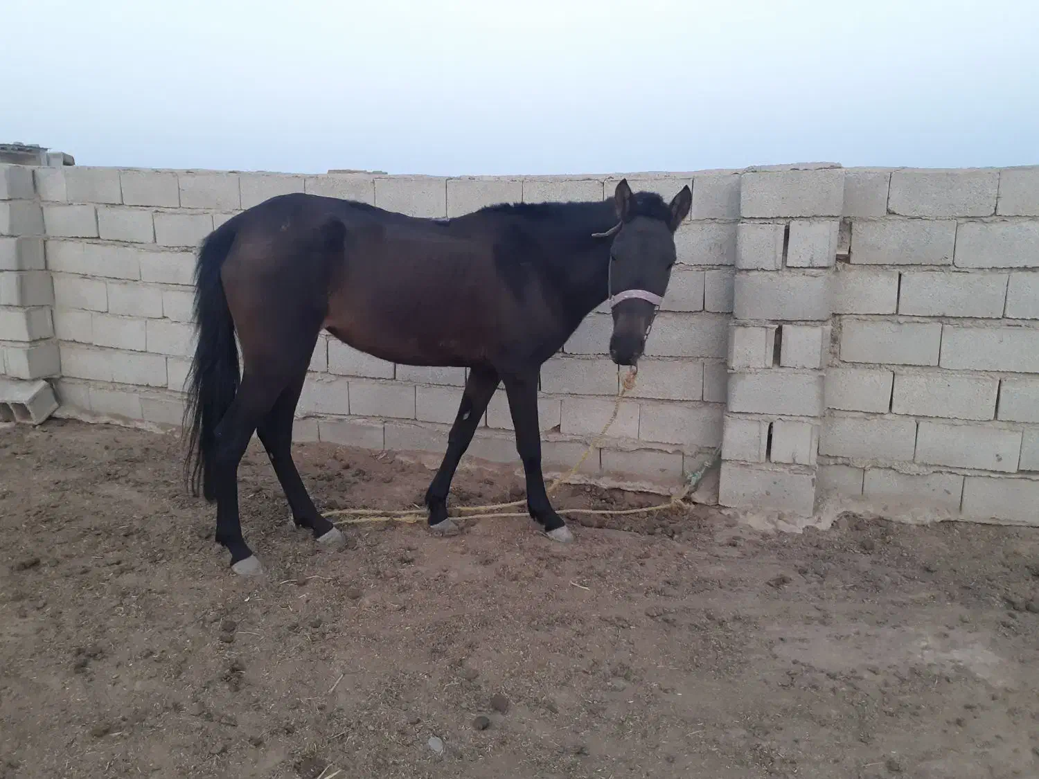 اسب آرام|اسب و تجهیزات اسبسواری|اینچه برون, |دیوار