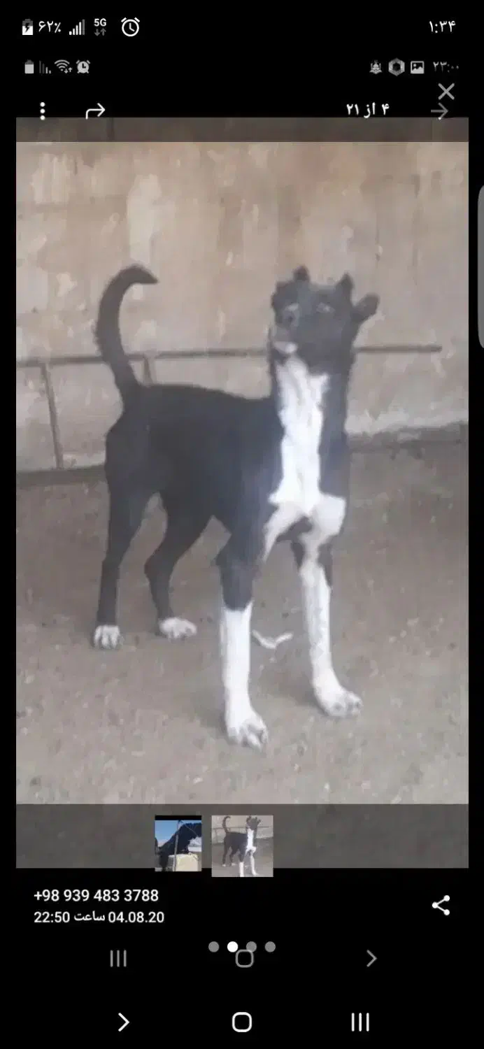 واگذاری شیتزو و اشپیتز|سگ|سیاخ دارنگون, |دیوار