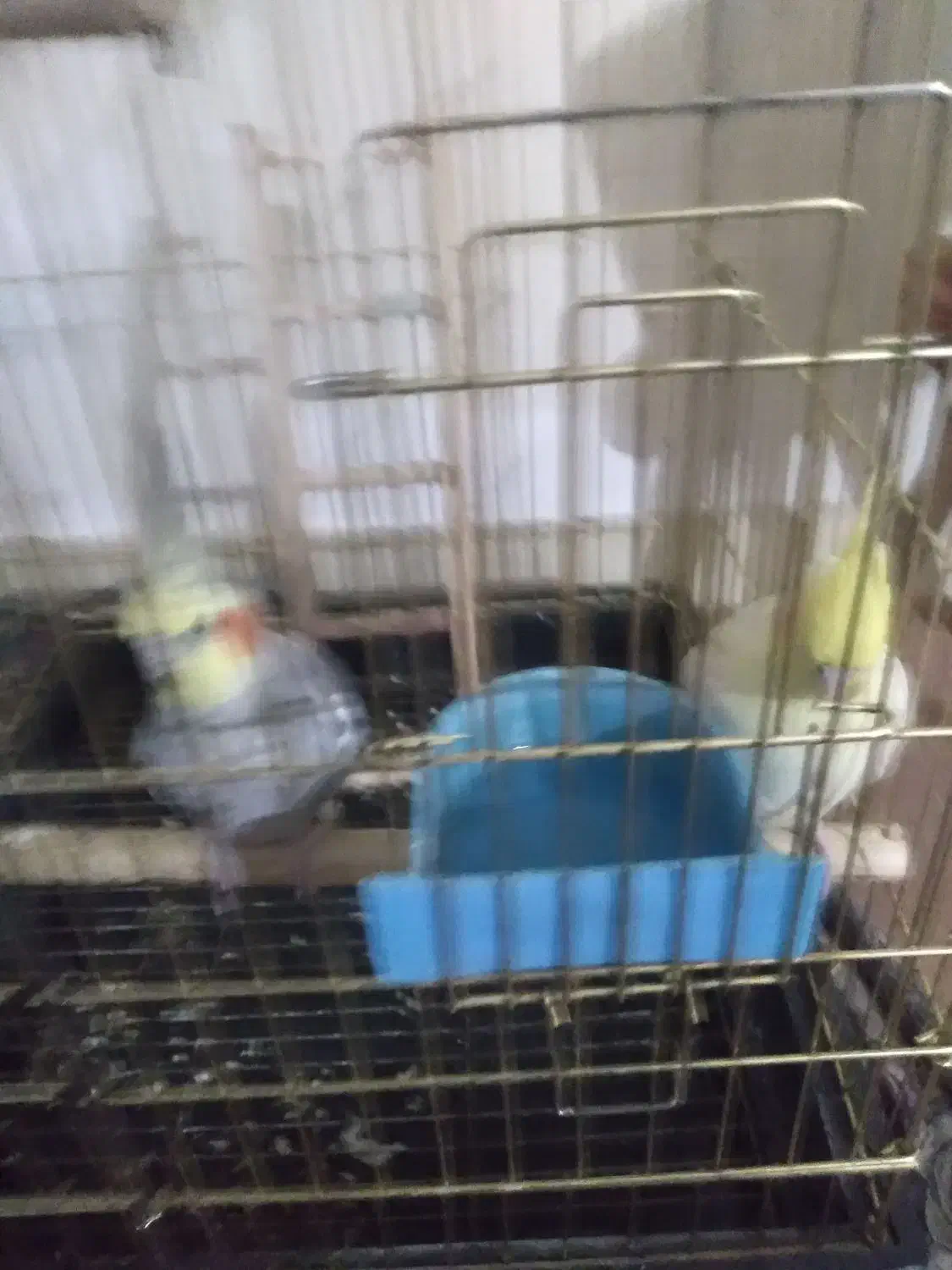 عروس هلندی|پرنده|اراک, |دیوار