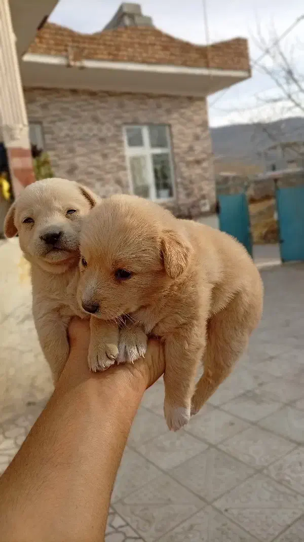 پامر اشپیتز|سگ|مشگین شهر, |دیوار