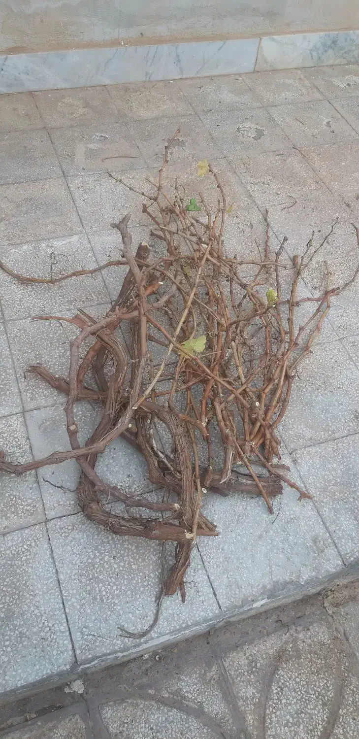 قلمه درخت انگور عسگر|گل و گیاه طبیعی|سبزوار, شرق کال میانی|دیوار