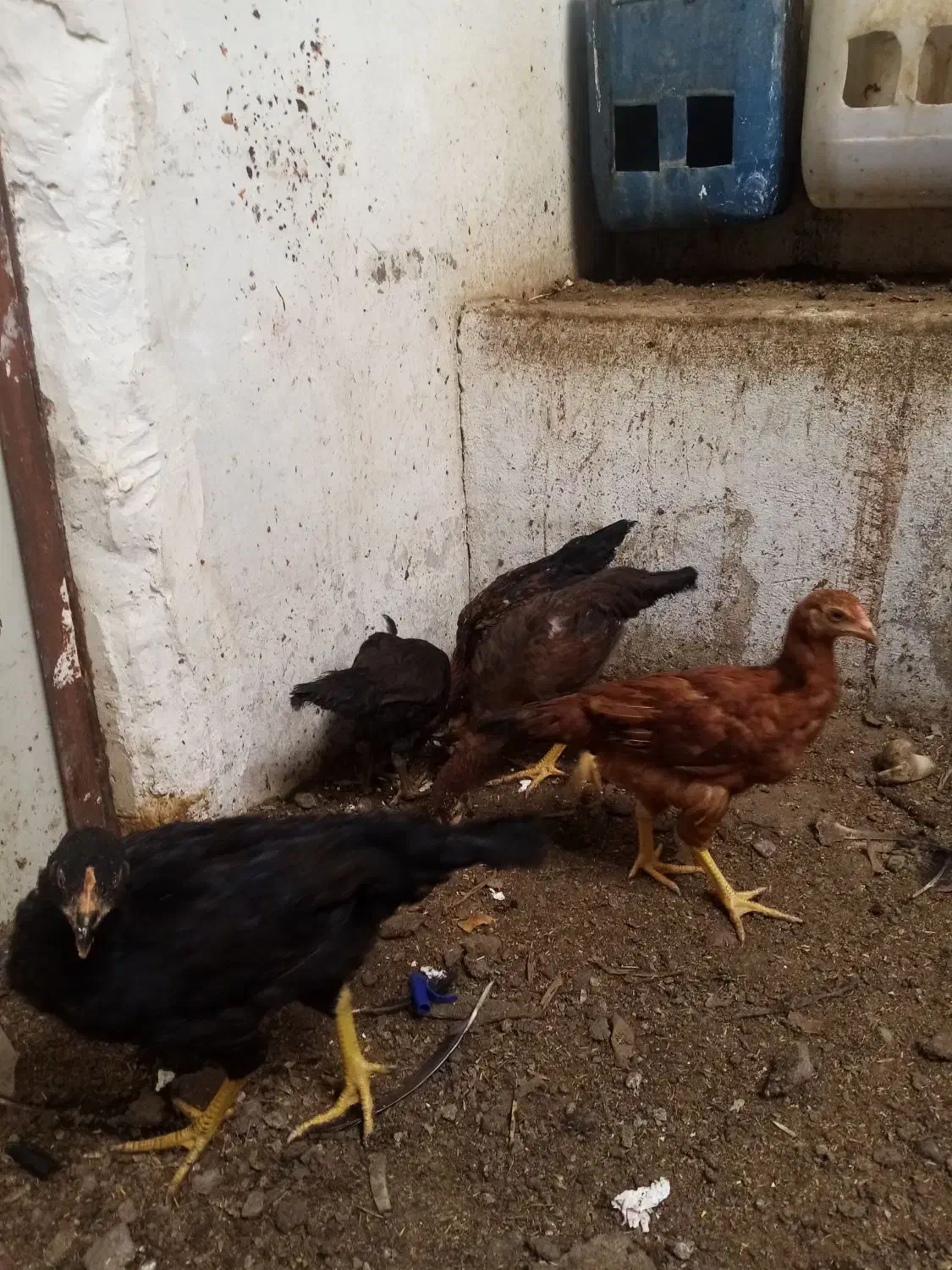 جوجه مرغ|پرنده|مشهد, ویلاشهر|دیوار