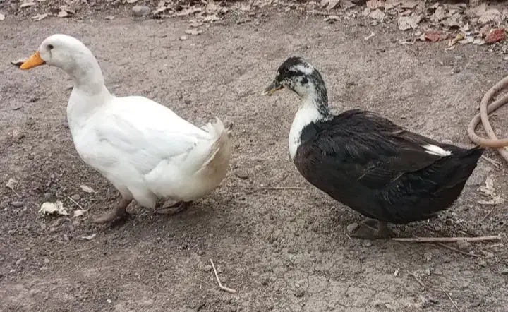 مرغ و حروف محلی و اردک|حیوانات مزرعه|اردبیل, |دیوار