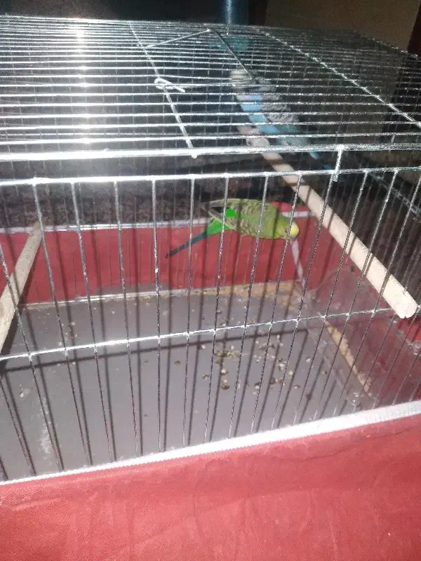 جفت مرغ عشق|پرنده|یزد, |دیوار