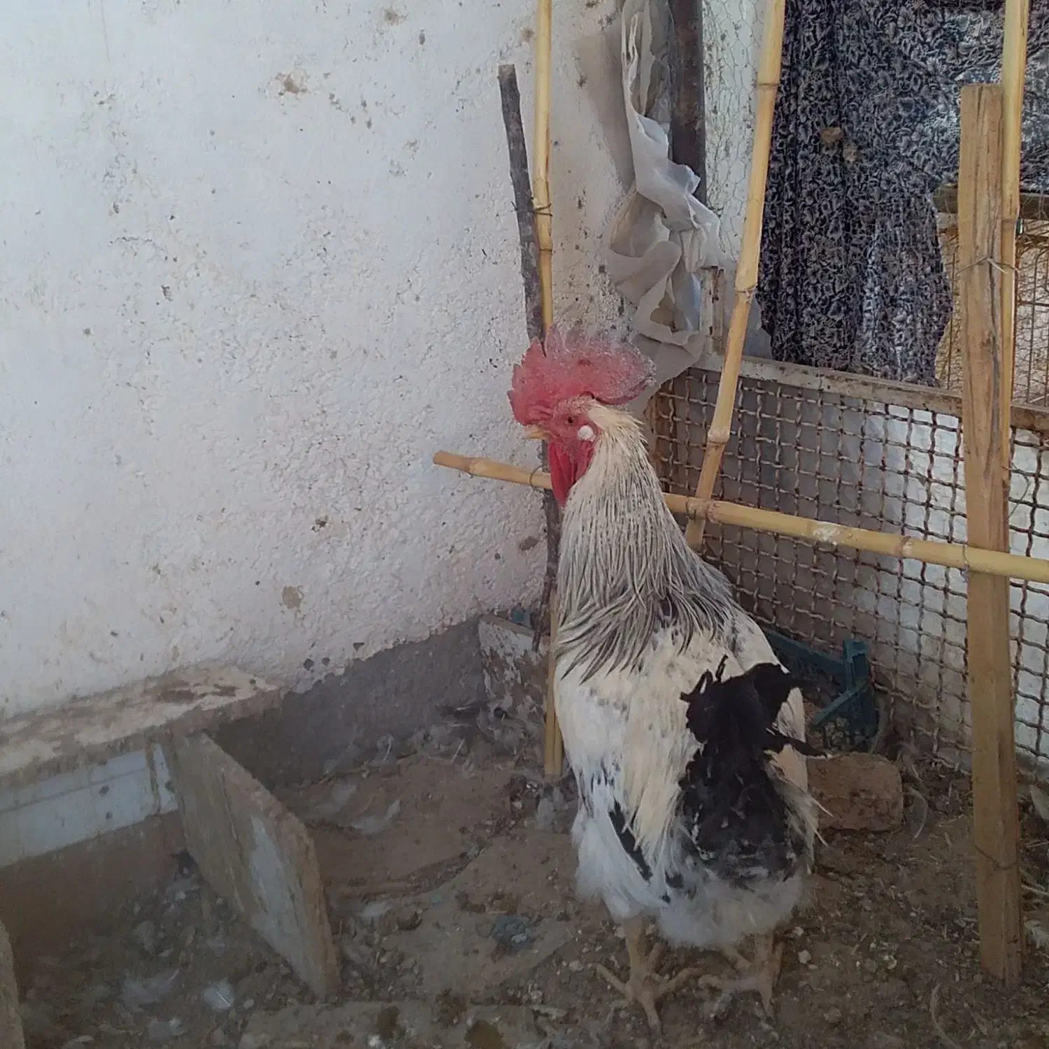 مرغ وخروس فروشی|پرنده|مود, |دیوار