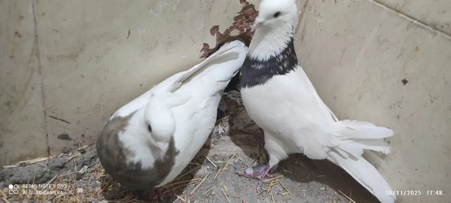 طوقی نامبروان|پرنده|اندیمشک, |دیوار