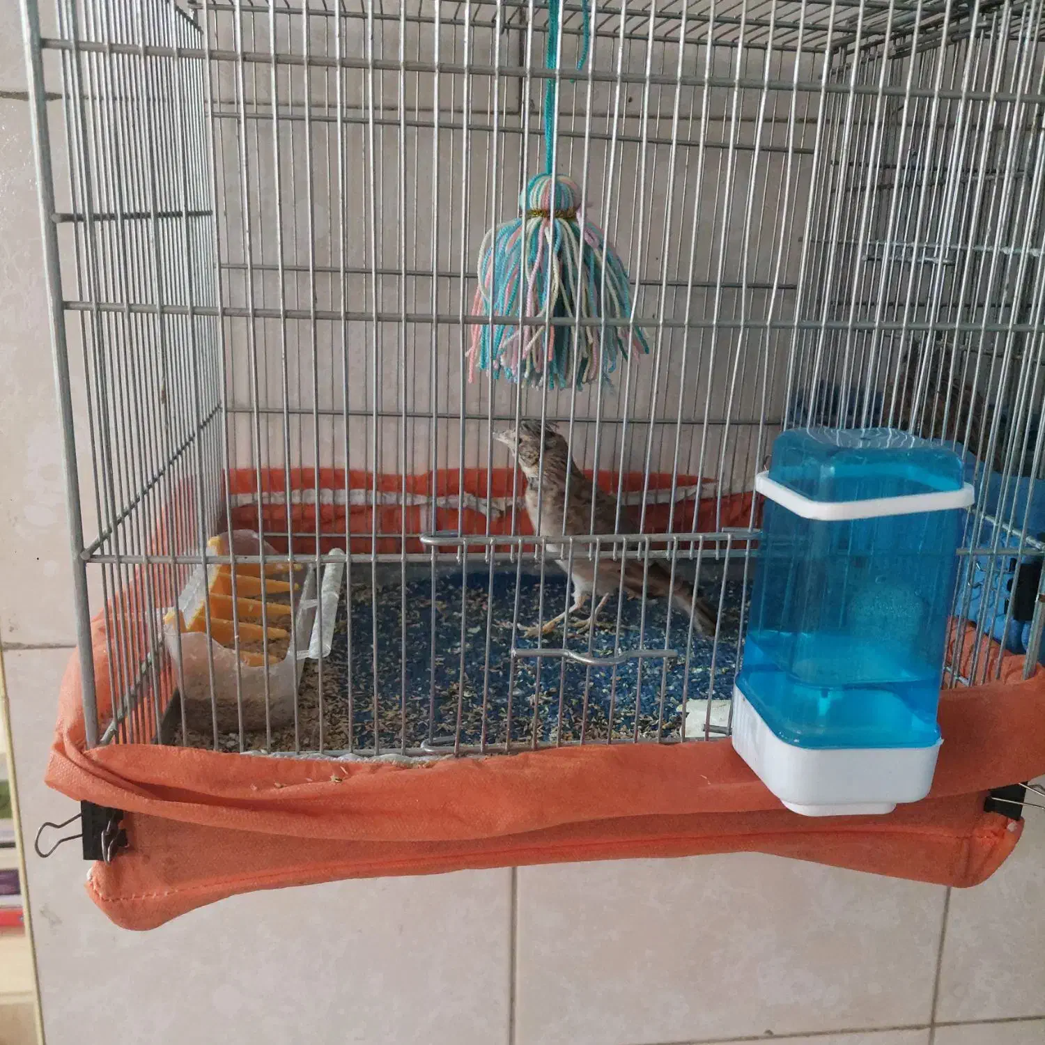 سره خاکی|پرنده|قیامدشت - خاورشهر, |دیوار