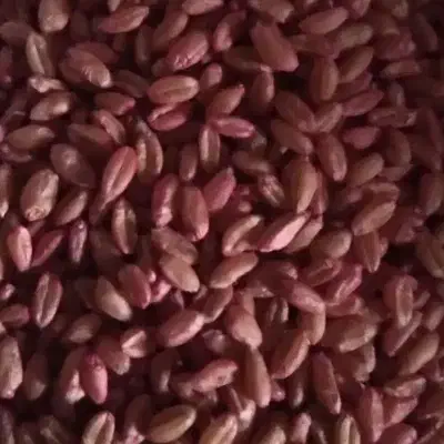گندم بذری بوجاری شده|عمدهفروشی|قیدار, |دیوار
