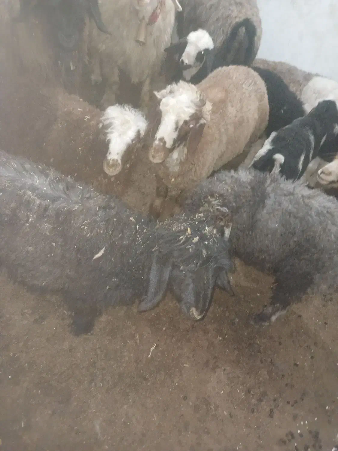 بره پرواری معامله با بز خوب|حیوانات مزرعه|کوهرنگ, |دیوار