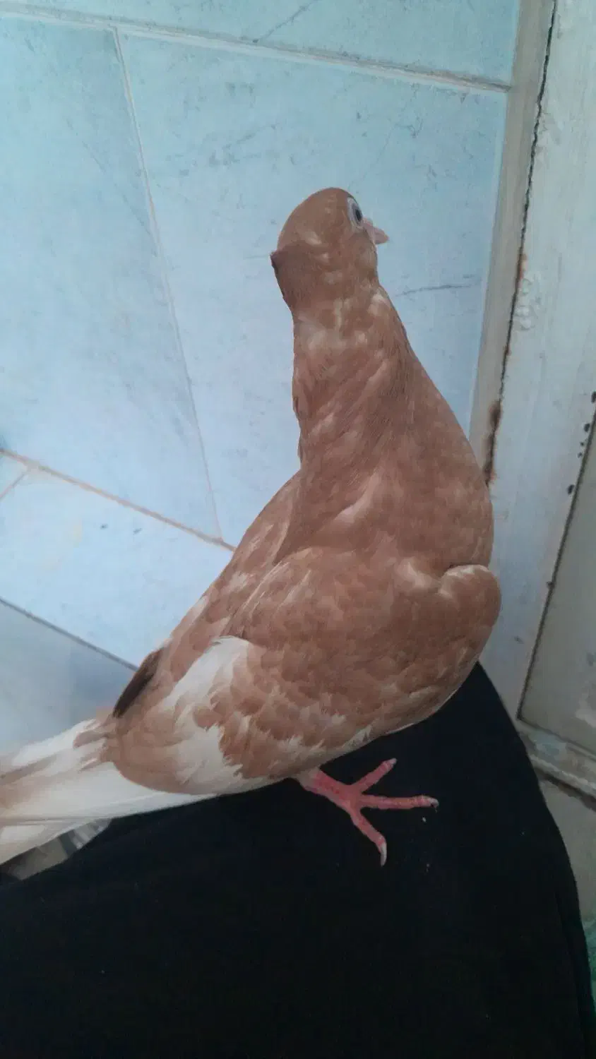 کبوتر|پرنده|شاهینشهر, حاجی آباد|دیوار