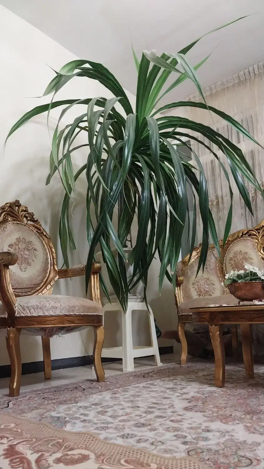 فروش گل|گل و گیاه طبیعی|تهران, علم و صنعت|دیوار