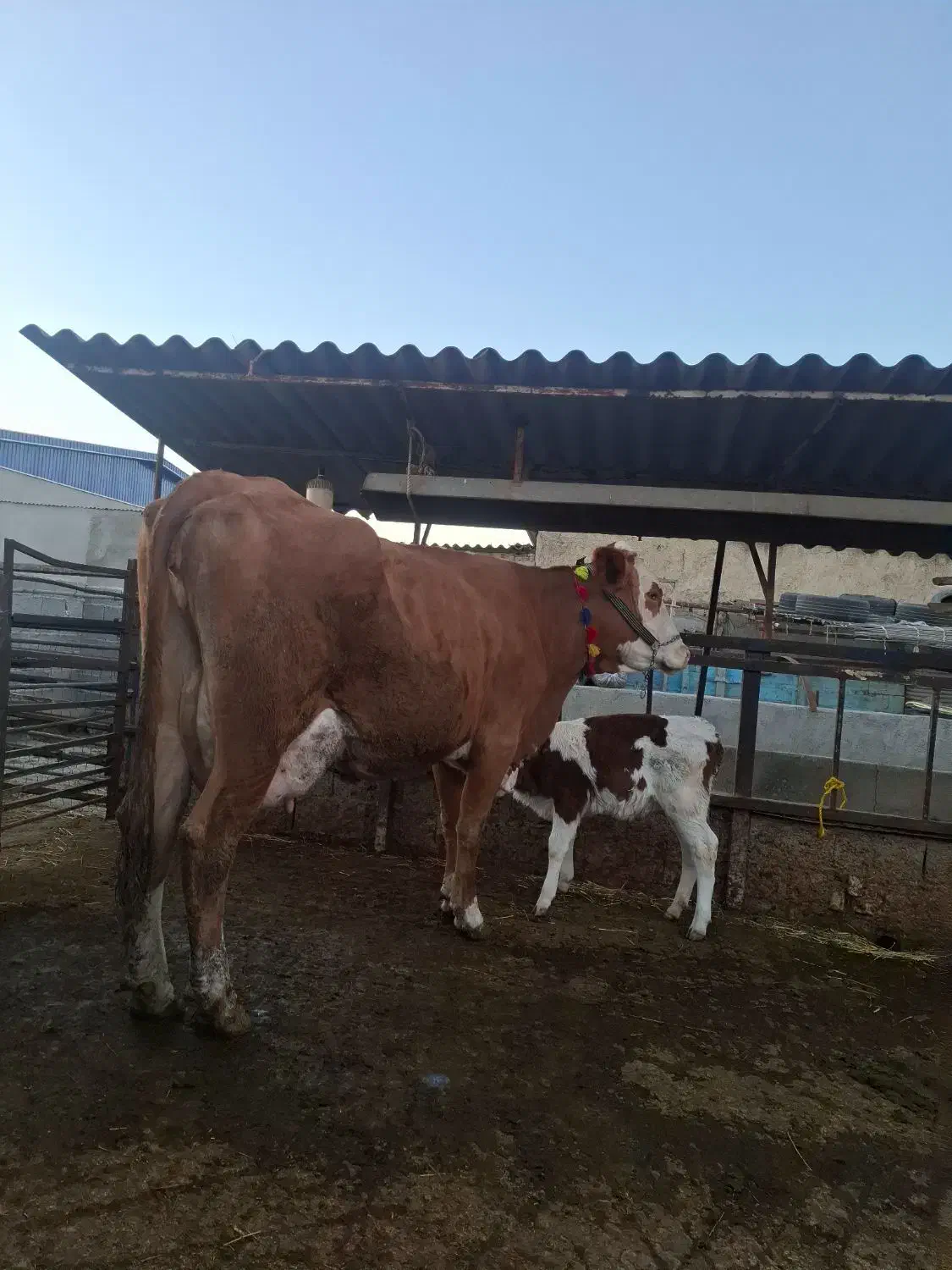 گاو سیمیتال قرمز|حیوانات مزرعه|گرگان, |دیوار