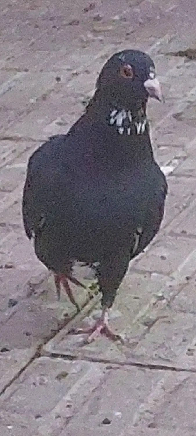 پلنگ|پرنده|کرمان, |دیوار