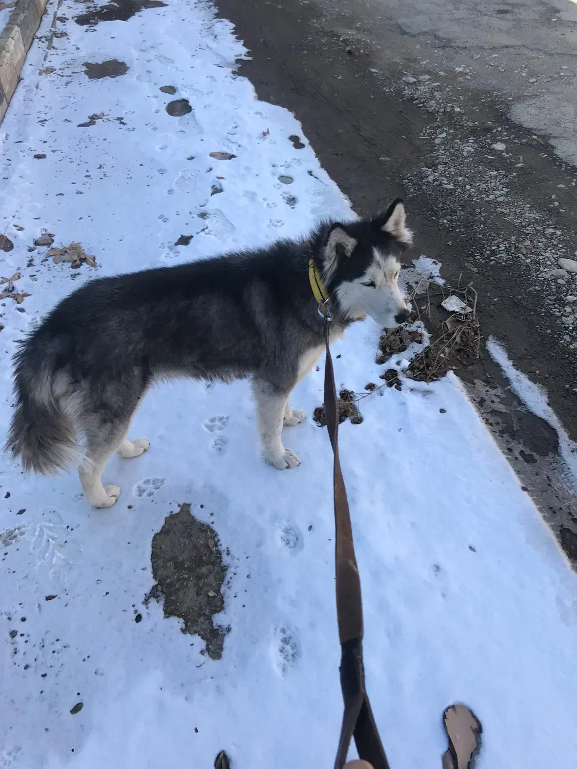 سگ هاسکی|سگ|هشتگرد, کوی بهروز|دیوار