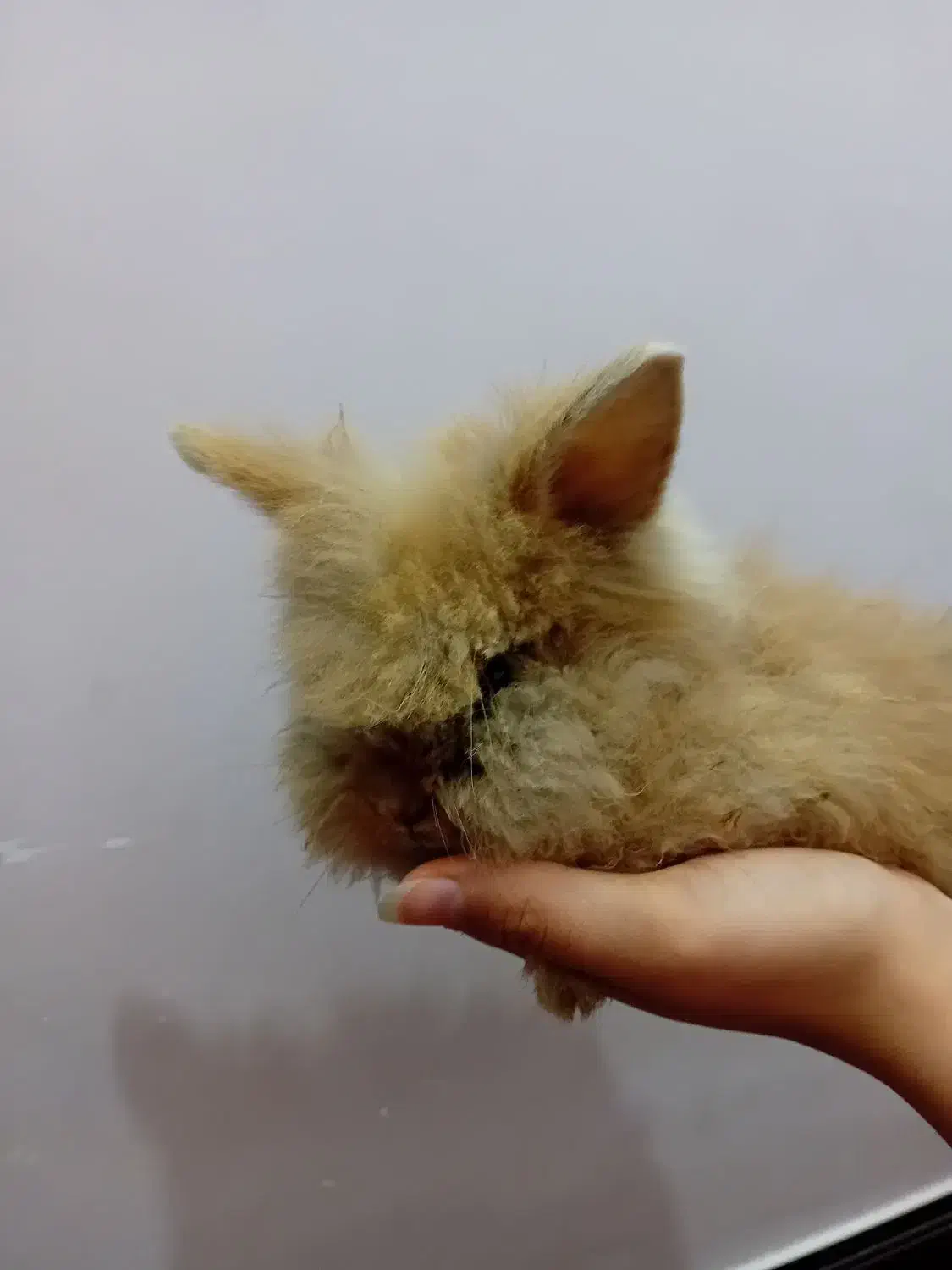 انواع خرگوش لوپ|موش و خرگوش|اراک, |دیوار