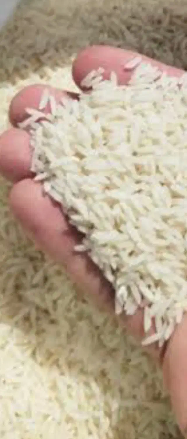 خریدار برنج پاکستانی هندی|خوردنی و آشامیدنی|تهران, کرمان|دیوار