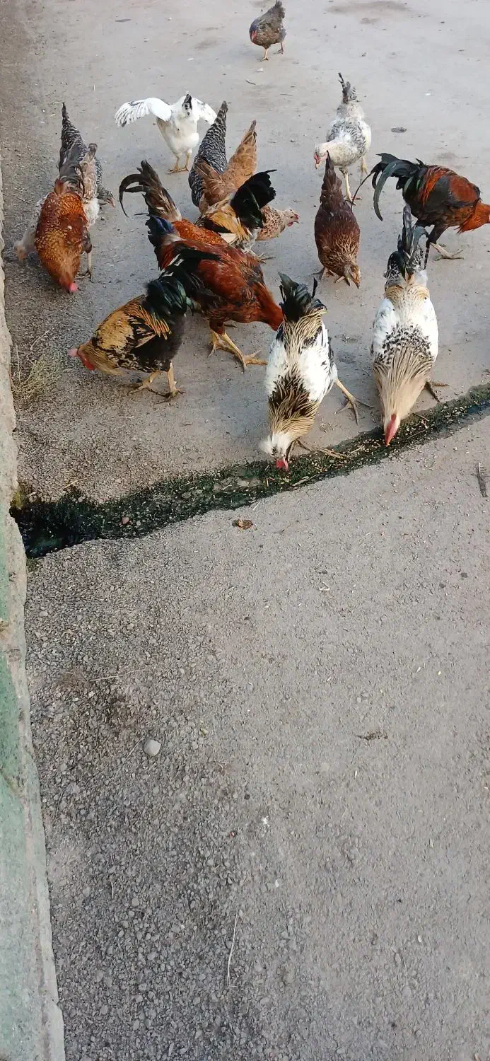 خروس و‌ مرغ جوان محلی|حیوانات مزرعه|سنگدوین, |دیوار