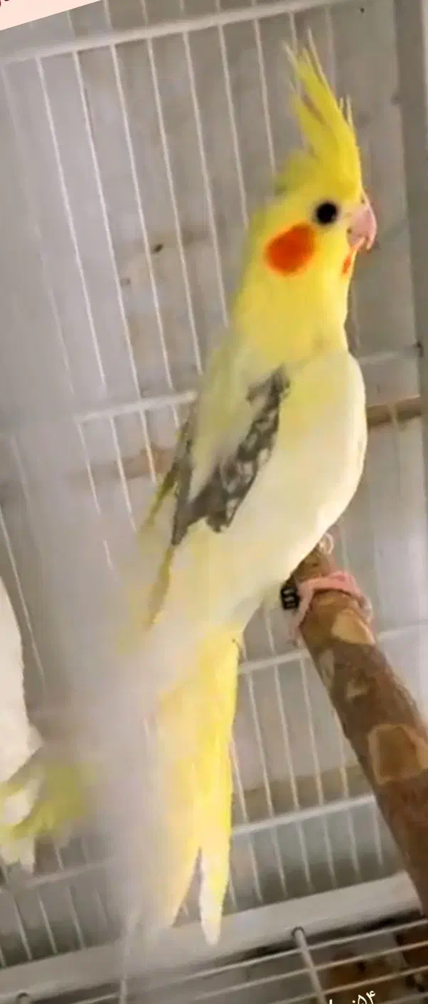 تعدادی عروس هلندی جفتی وتکی|پرنده|شیراز, گویم|دیوار