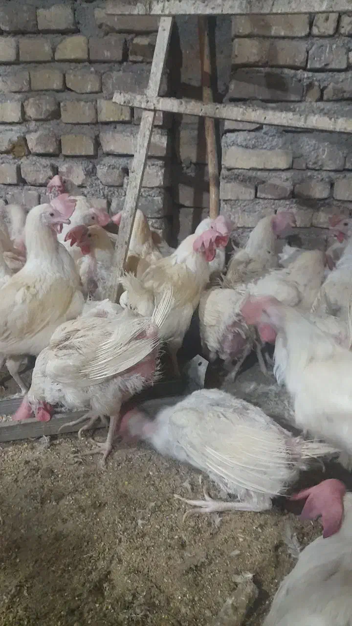 مرغ مادر|حیوانات مزرعه|حمیدیا, |دیوار