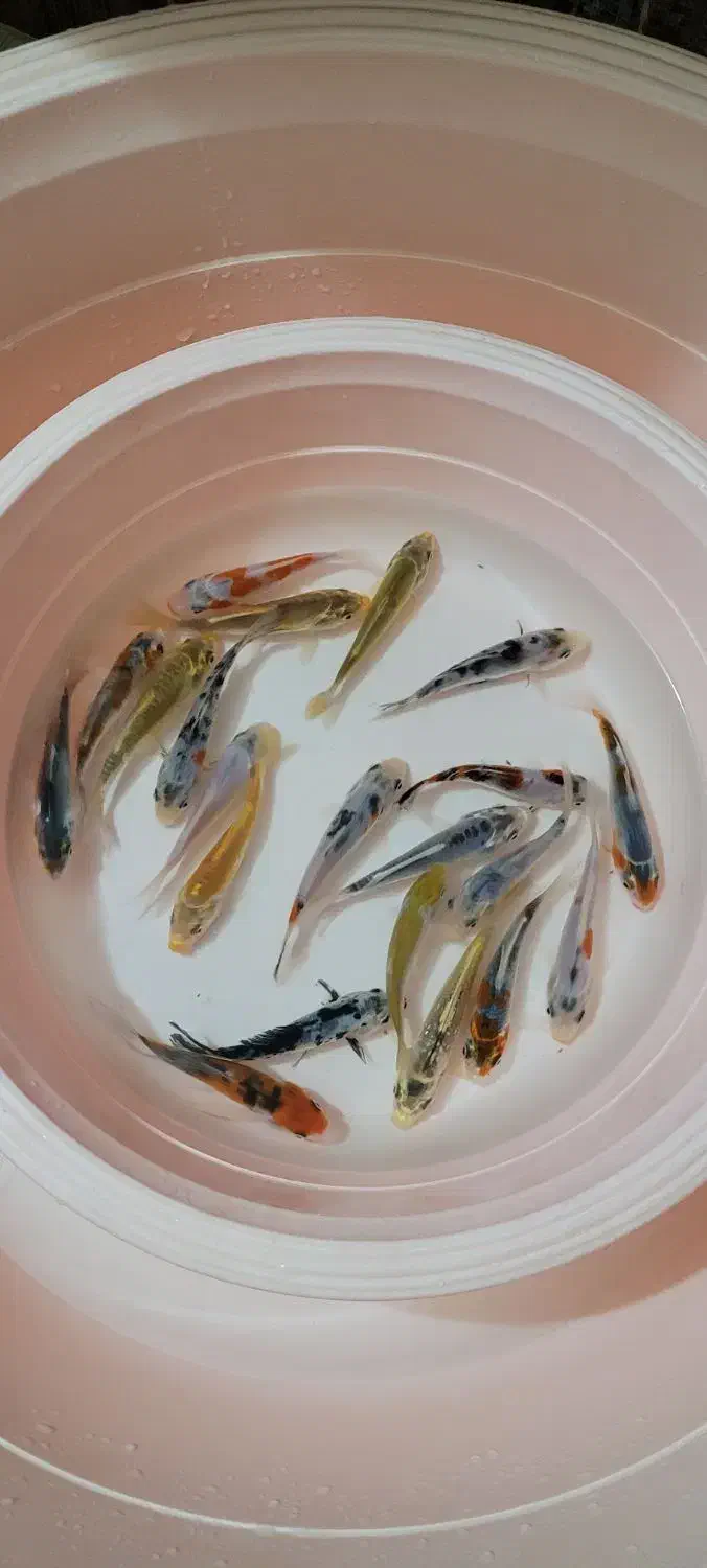 ماهی کوی|ماهی|لاهیجان, حاجی آباد|دیوار