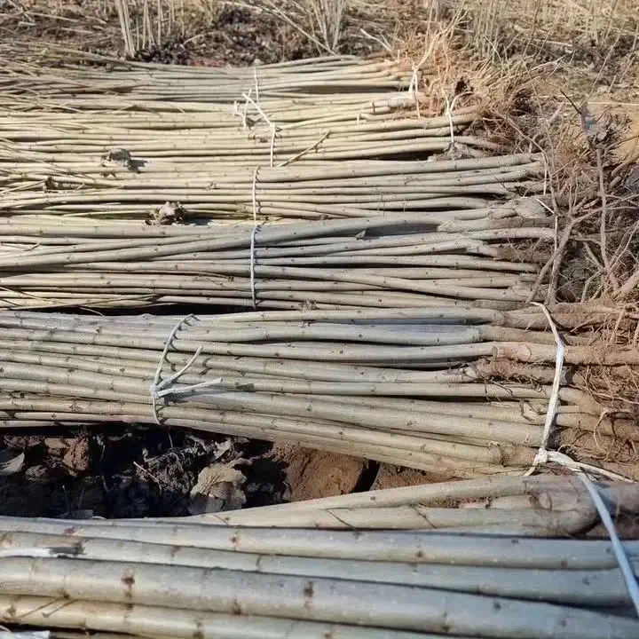 نهالستان همه ارقام درجه یک بادام و صنوبر|خدمات باغبانی و درختکاری|ساری, |دیوار