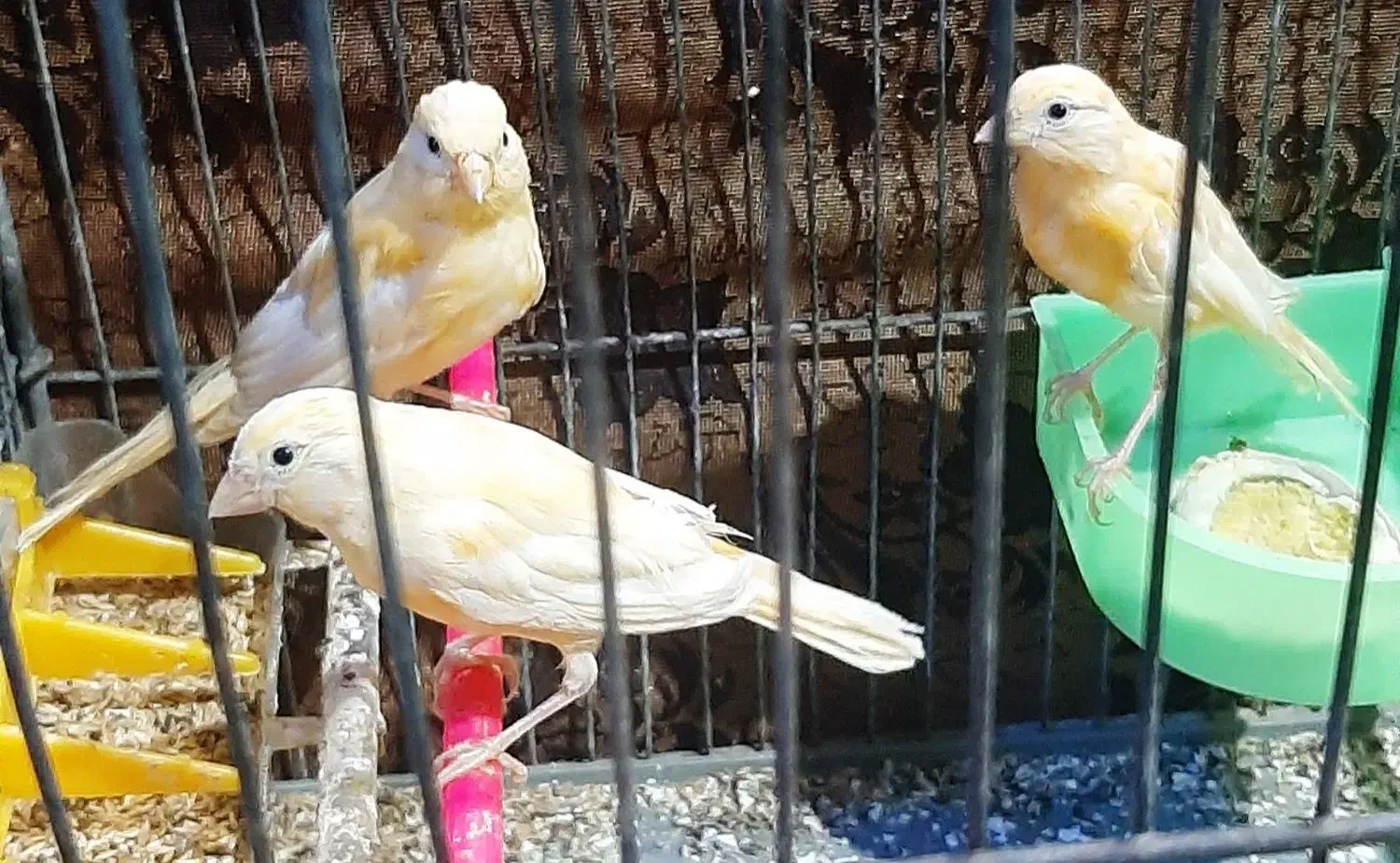 پرنده|پرنده|زابل, |دیوار