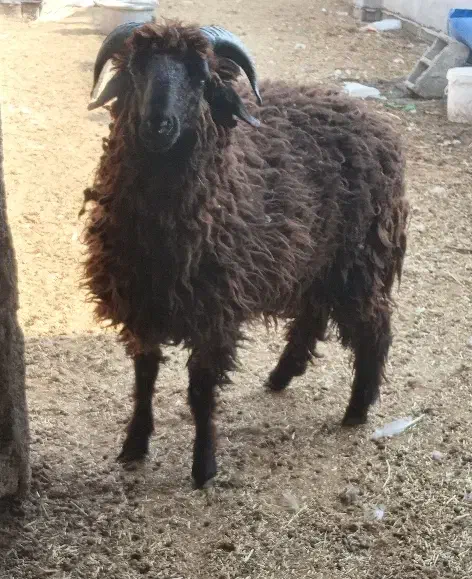 بره نر|حیوانات مزرعه|شادگان, |دیوار