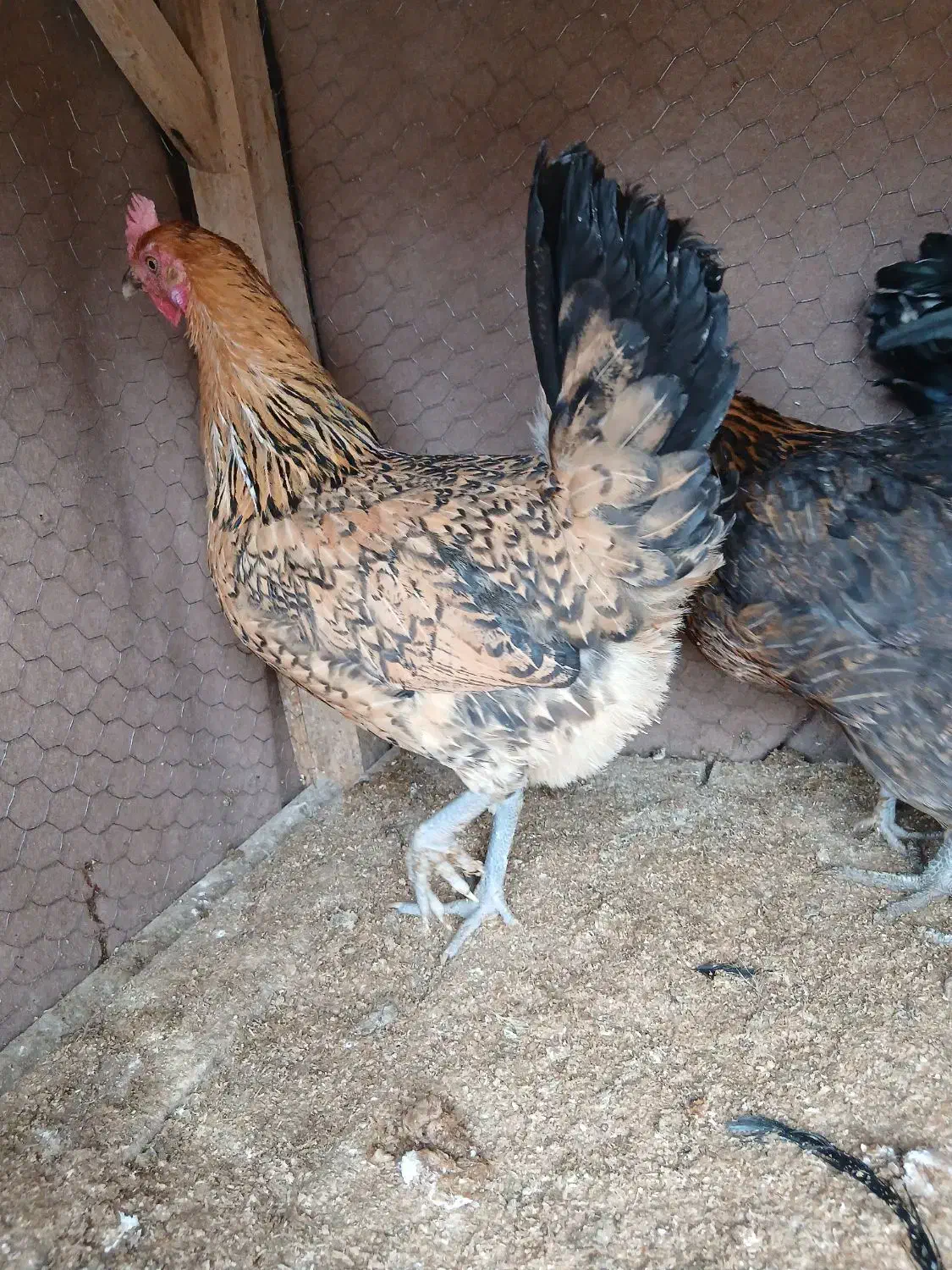 دو عدد مرغ|حیوانات مزرعه|فارسان, |دیوار