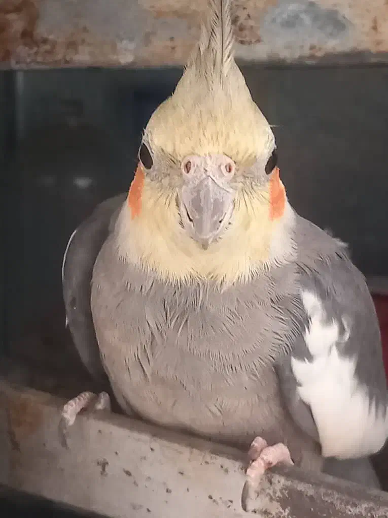 عروس هلندی عنبرآباد|پرنده|عنبرآباد, |دیوار