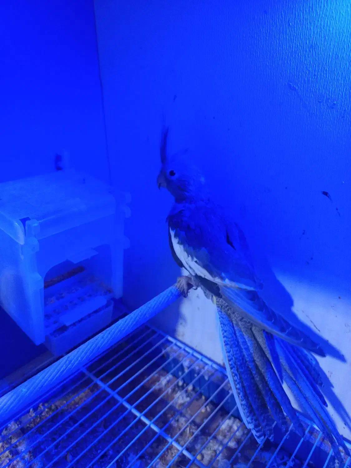 عروس هلندی|پرنده|مشهد, شهرک مهرگان|دیوار