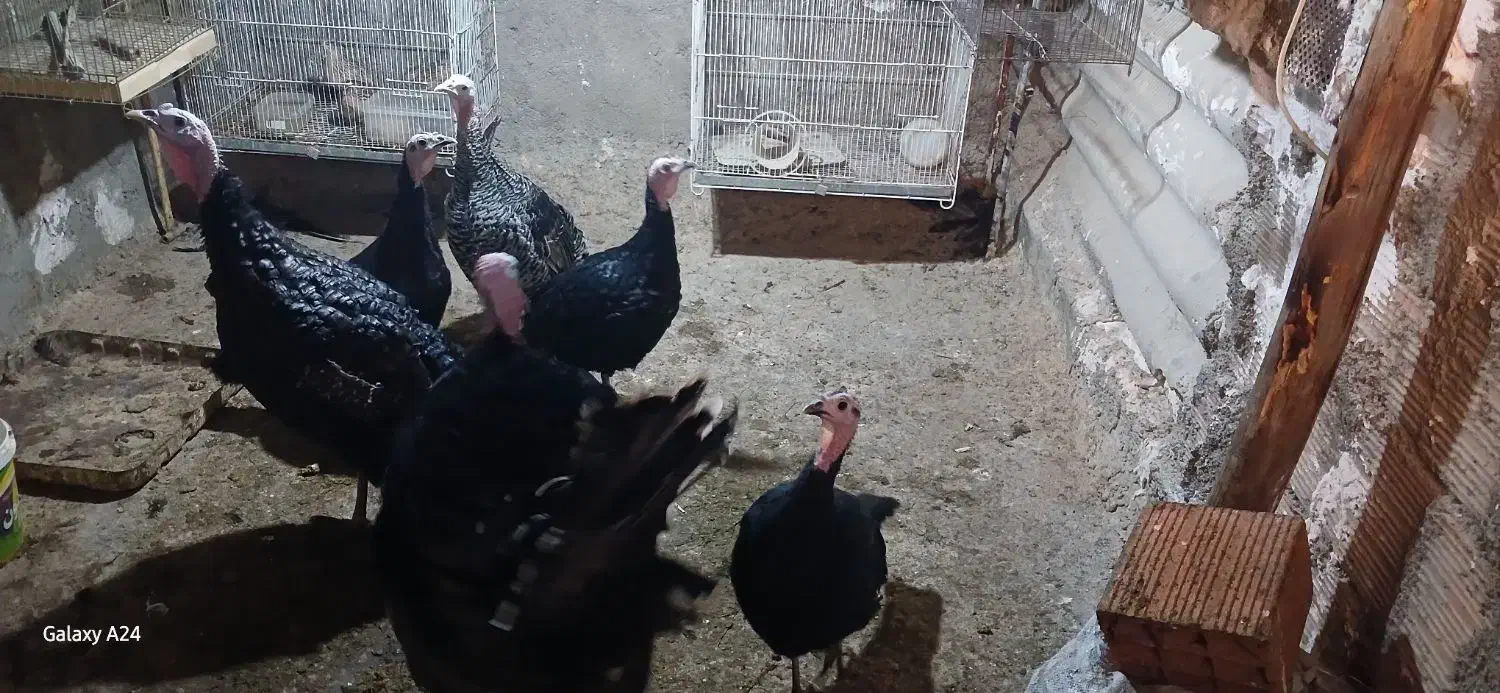 فروش بوقلمون|حیوانات مزرعه|گرگان, |دیوار