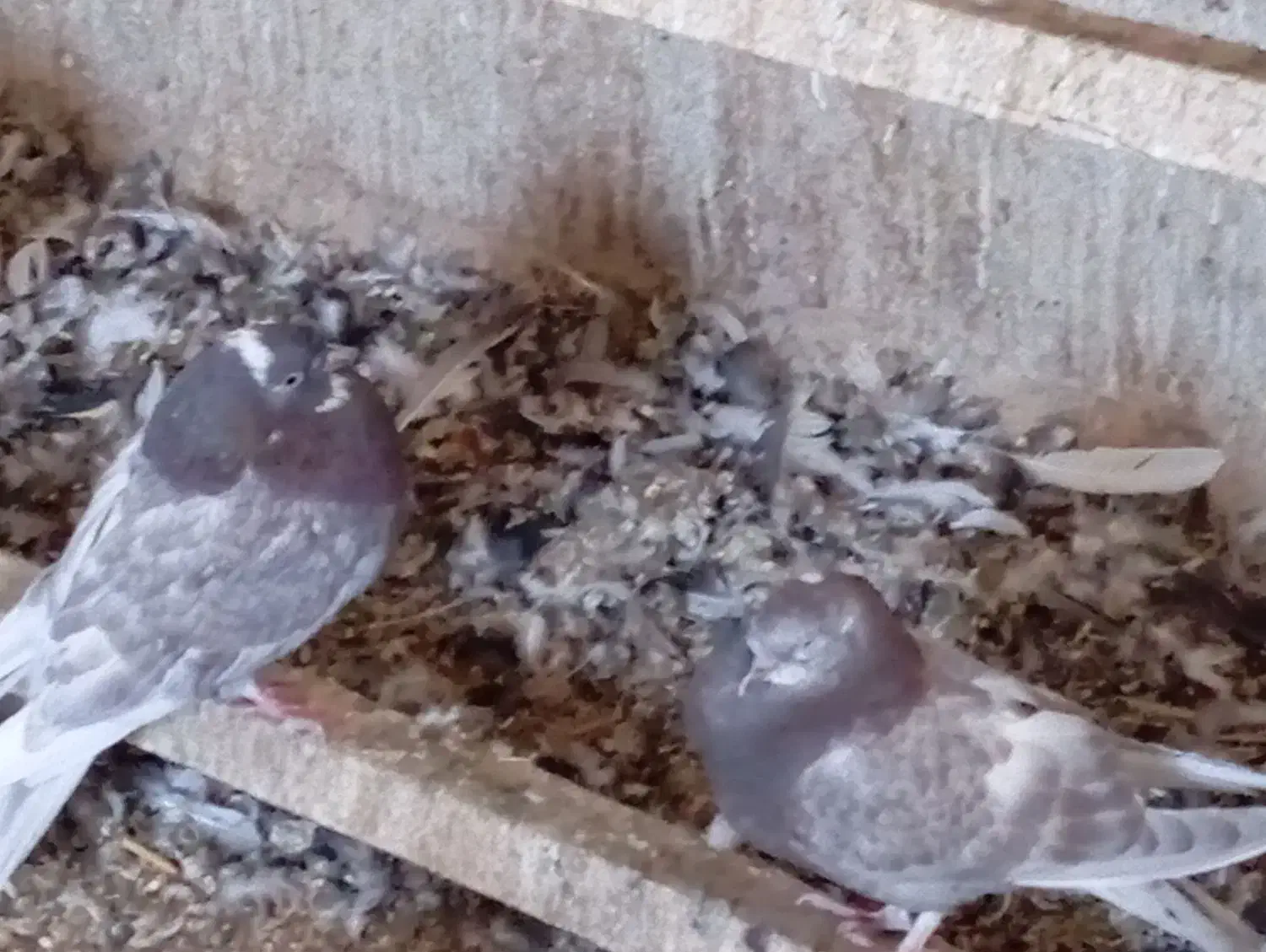 کبوتر|پرنده|بابا حیدر, |دیوار