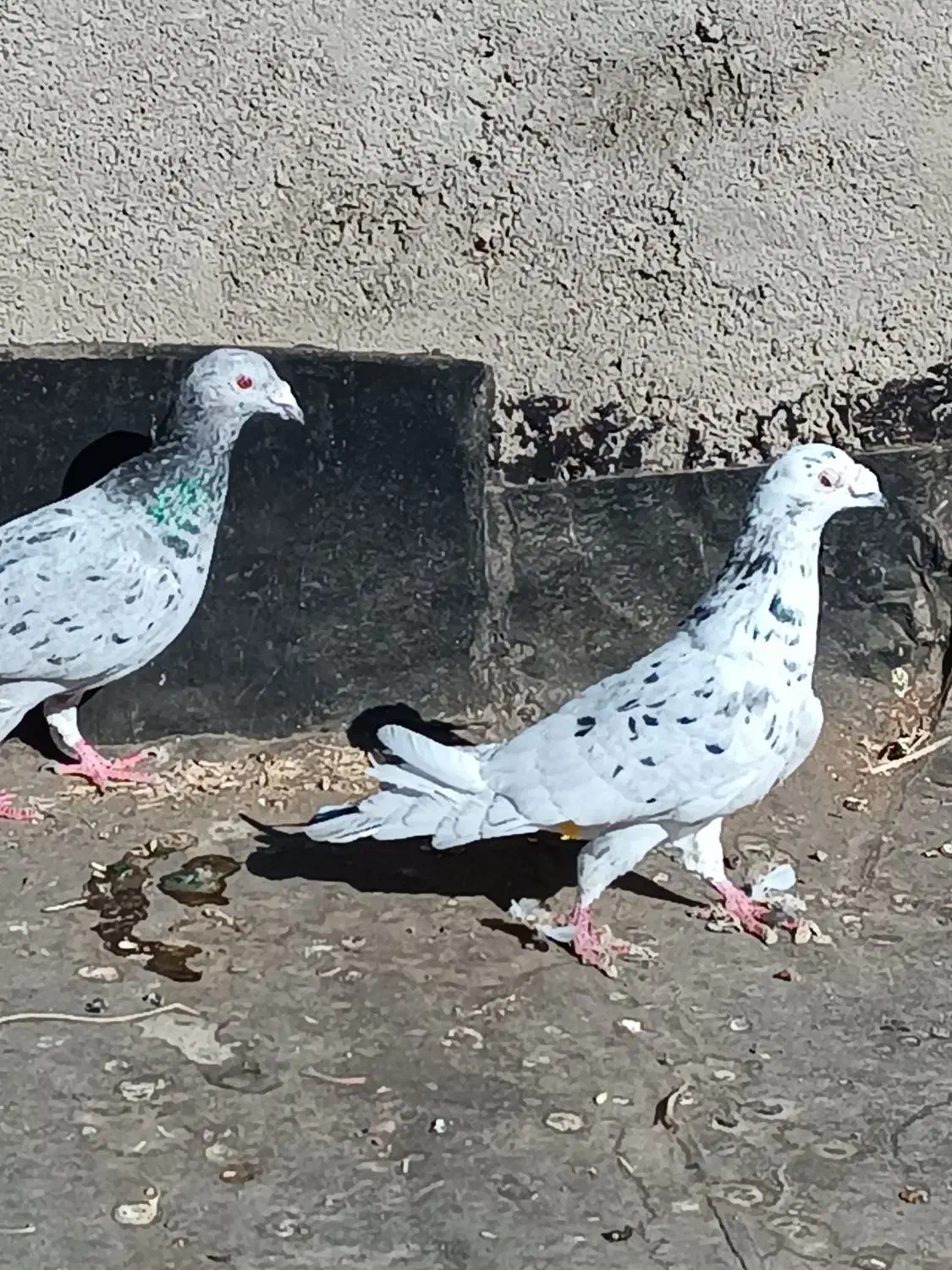 کبوتر|پرنده|نیشابور, مبارکه|دیوار