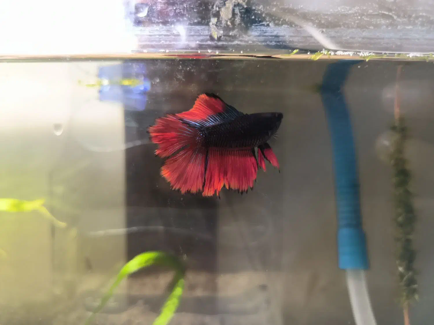 ماهی فایتر|ماهی|ماکو, |دیوار